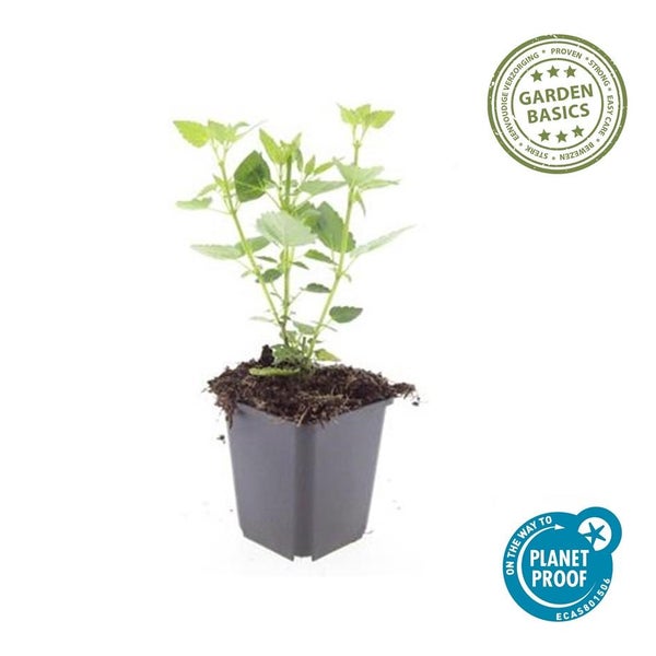 Gartenpflanze im quadratischen Kunststofftopf mit Garden Basics und Planet Proof Zertifizierung.