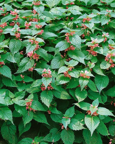 Lamium orvala, Taubnessel, rosa Blüten, ca. 11x11 cm Topf