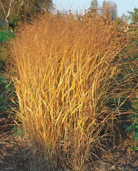 Panicum virgatum, Rutenhirse, ca. 9x9 cm Topf, zierend