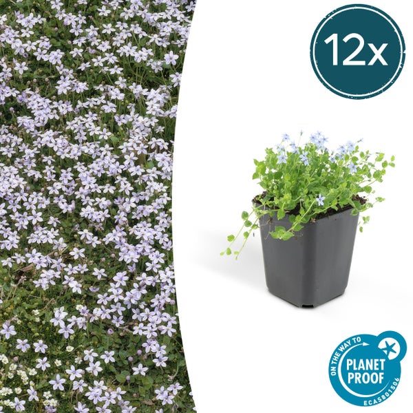 Bodendecker - Blauer Bubikopf - Isotoma fluviatilis - 9cm Topf - Set mit 12 Pflanzen