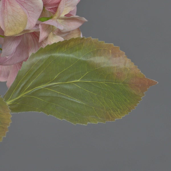Detailansicht eines künstlichen Hortensienblattes in Grün mit Blattadern und rosa Blütenblättern.
