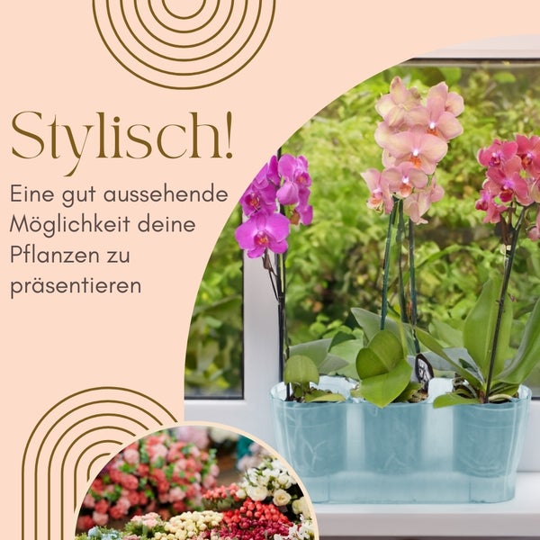 Orchideen in einem transparenten Pflanzengefäß auf einer Fensterbank