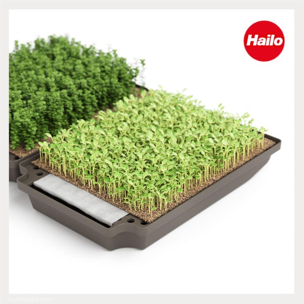 Hailo Logo. Pflanzschale mit frischen Microgreens und Kräutern für ein Indoor-Gartensystem.