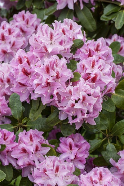 Rhododendron Hybr. 'Diadem', Rhododendron, rosa Blüten, 30–40 cm