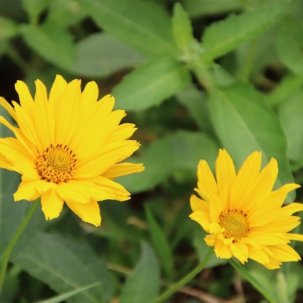 Zwei gelbe Sonnenblumen im Garten.
