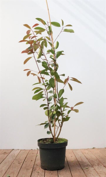 Photinia fraseri 'Red Robin', Glanzmispel, rot, 80–100 cm