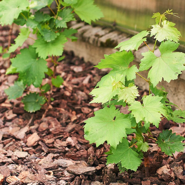 Junge Weinreben mit Blättern wachsen in einem Beet aus Rindenmulch.