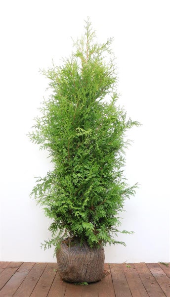 Lebensbaum Thuja occidentalis Brabant als Konifere im Wurzelballen zur Heckenpflanzung
