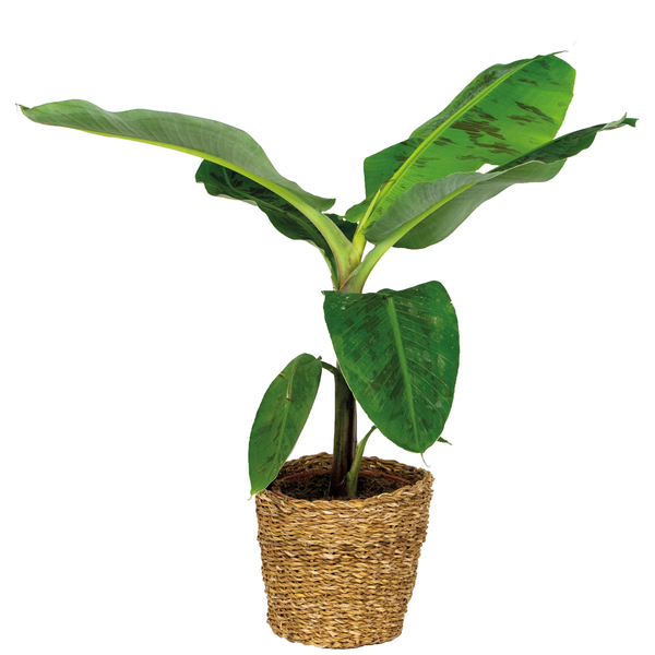 Musa Cavendish inkl. Seegraskorb - Bananenpflanze - Luftreinigend - ⌀21 cm - ↕90-100 cm