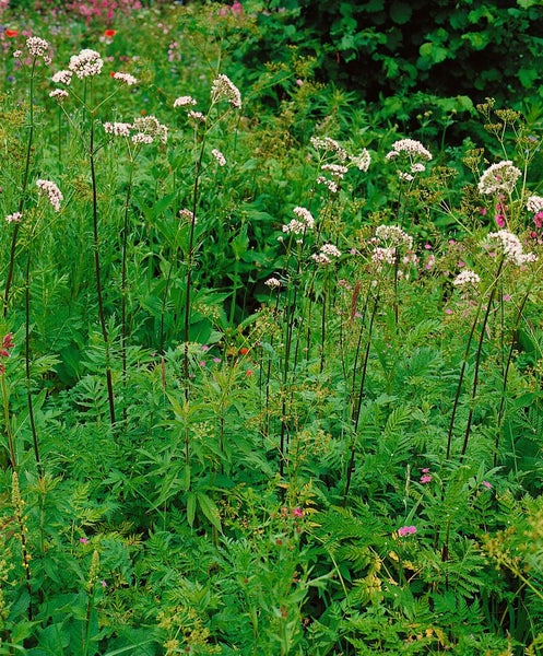 Valeriana officinalis, Baldrian, ca. 9x9 cm Topf