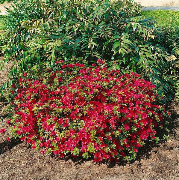 Rhododendron obtusum 'Hino-crimson', leuchtend rot, 20–25 cm