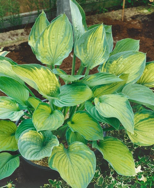 Hosta x fortunei 'Sharmon', Funkie, grün-weiß, ca. 11x11 cm Topf