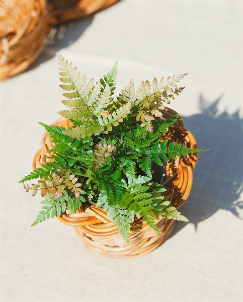 Dryopteris erythrosora, Herbstfarn, bronzefarben, ca. 9x9 cm Topf