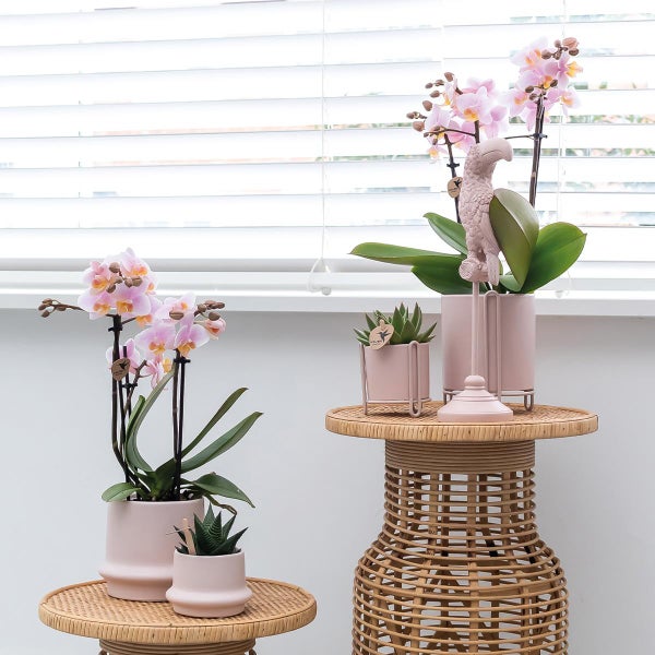 Kolibri Orchids COMBI DEAL von 2 Rosa Phalaenopsis Orchideen Andorra Topfgröße 9cm blühende Zimmerpflanze frisch vom Züchter