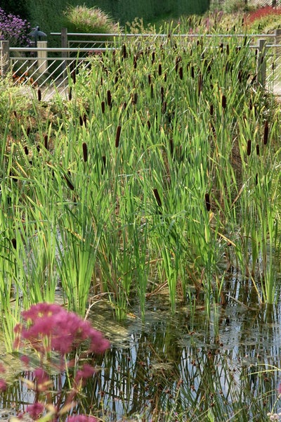 Typha minima, Zwergrohrkolben, ca. 9x9 cm Topf