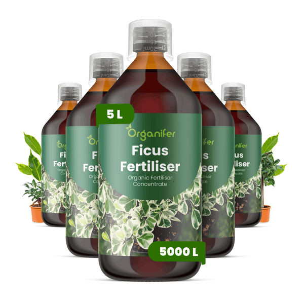 Fünf Flaschen Organifer Ficus Dünger, organisches Düngerkonzentrat, jeweils 5 Liter für Ficus-Pflanzen.