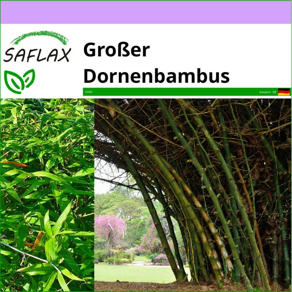 SAFLAX  - Großer Dornenbambus - Dendrocalamus arundinacea - 50 Samen