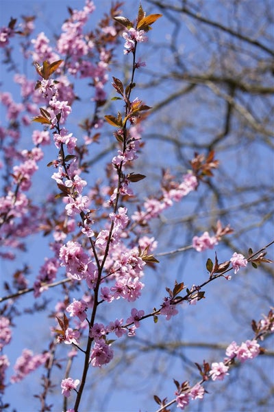 Prunus cerasifera 'Nigra', Blutpflaume, dunkelrot, 60–100 cm