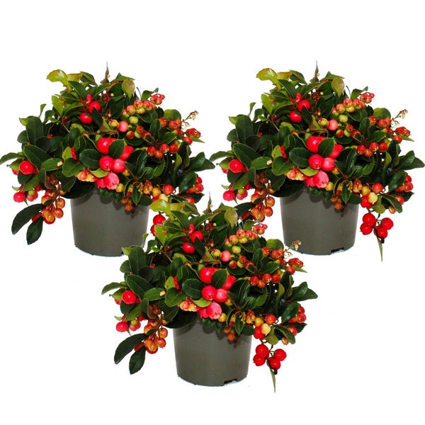 Teppichbeere Gaultheria procumbens Scheinbeere Rebhuhnbeere winterharte Pflanze mit dekorativen Beeren Set mit 3 Pflanzen