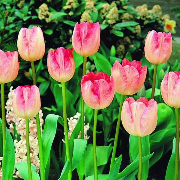 Gruppe von Tulpen im Gartenbeet