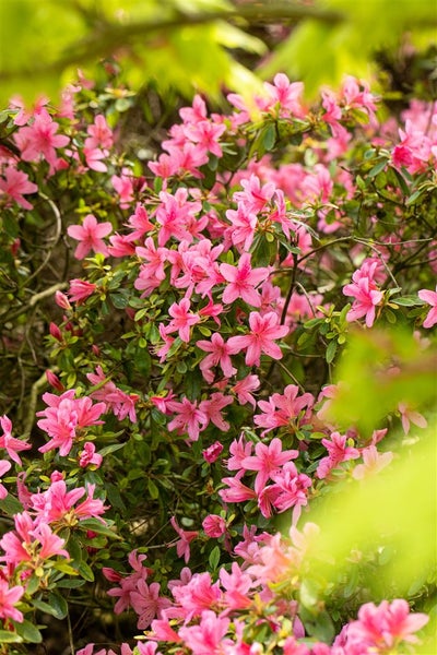 Nahaufnahme einer Azalee mit pinkfarbenen Blüten und grünen Blättern.