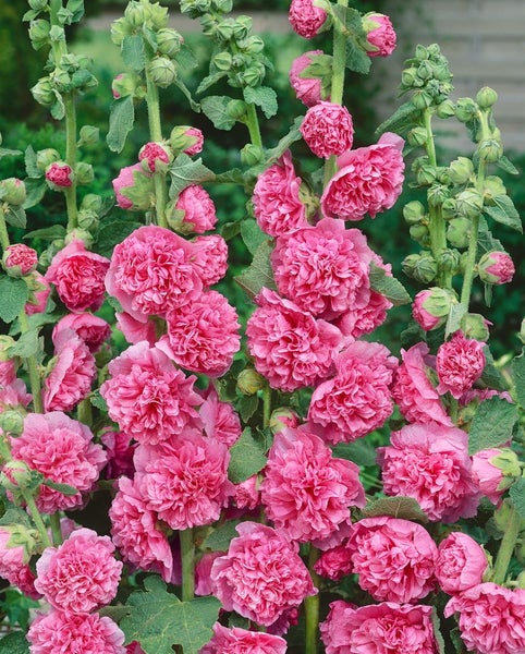 Alcea rosea 'Pleniflora Chaters', Stockrose, rot, ca. 9x9 cm Topf