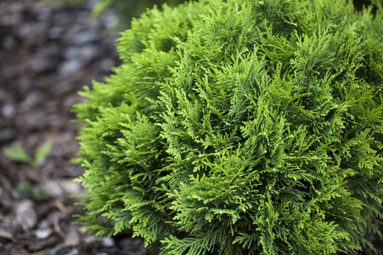 Thuja occidentalis 'Danica', Kugel-Lebensbaum, immergrün, 30–40 cm