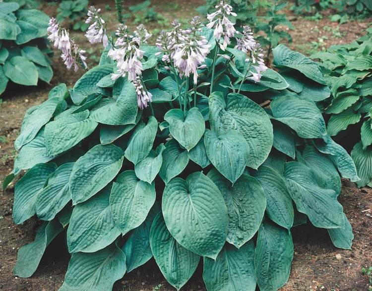 Hosta sieboldiana 'Elegans', Blaublatt-Funkie, 3-5 Liter Container