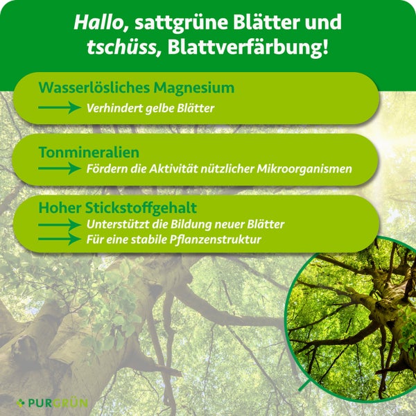 Nahaufnahme von Eibenheckenpflanze