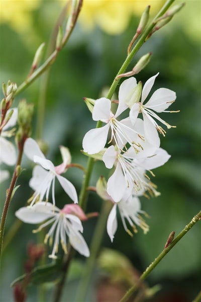 Gaura lindheimeri 'Gambit White', Prachtkerze, weiß, 2-3 Liter Container