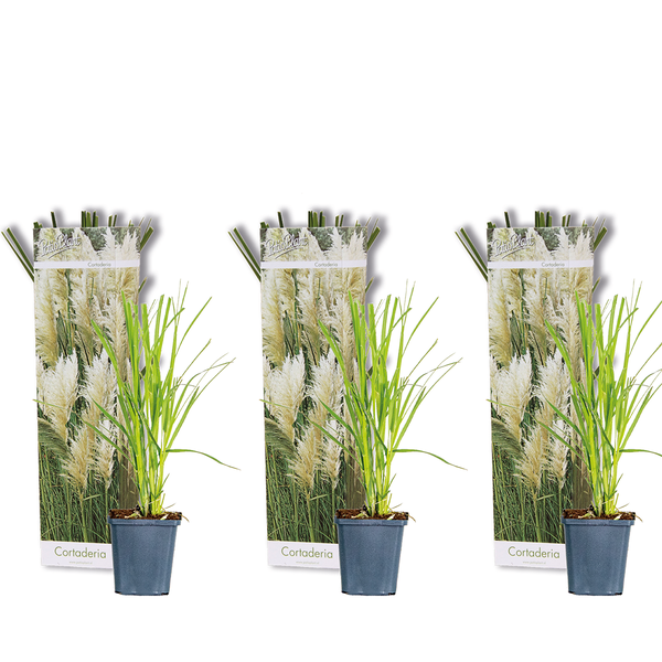 Bloomique - 3er-Set - Cortaderia Selloana - Weißes Pampasgras - Ziergras - Winterhart - Höhe 20-30 cm - Topf 9 cm