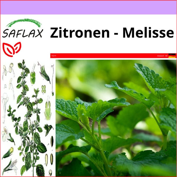 SAFLAX  - Zitronen - Melisse - Melissa officinalis - 150 Samen