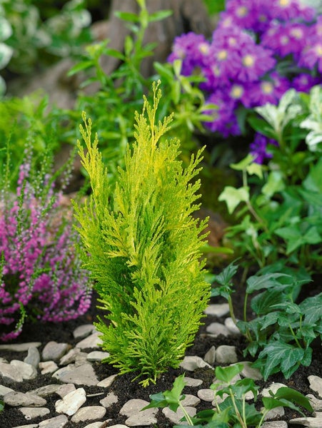 Chamaecyparis lawsoniana 'Alumigold', Gelbe Scheinzypresse, 100–125 cm