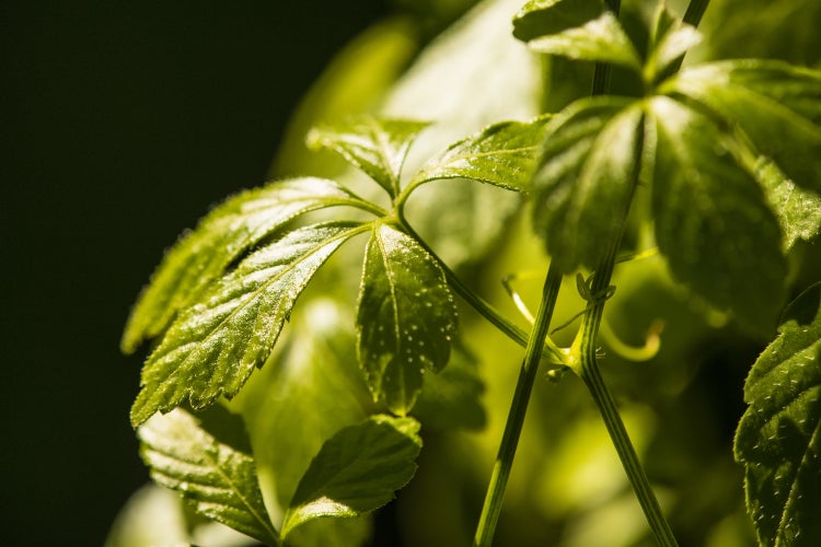 SAFLAX  - Pflanze der Unsterblichkeit - Gynostemma pentaphyllum - 30 Samen
