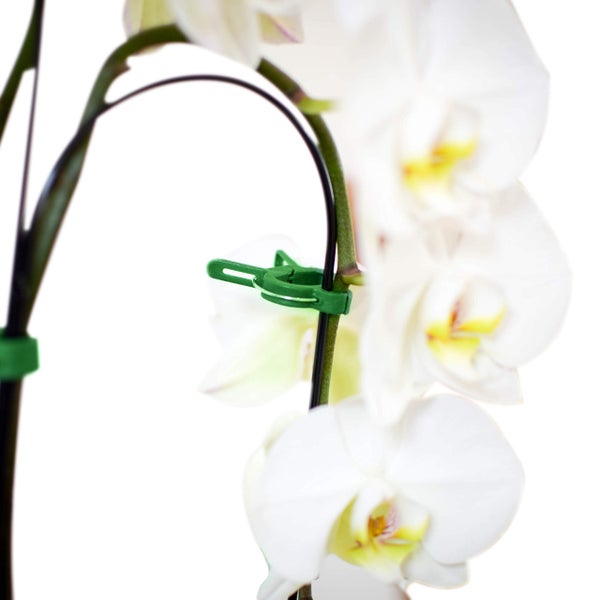 GardenGloss 120 Pflanzenclips Pflanzenklammern für Tomaten, Rosen, Gurken und andere Rankpflanzen – Besonders einfache Rankhilfe für Pflanzen – Stabile Klammern für Kletterpflanzen Befestigung
