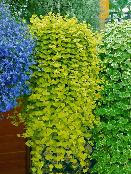 Hängepflanzen in Ampeln mit grünem und blauem Laub