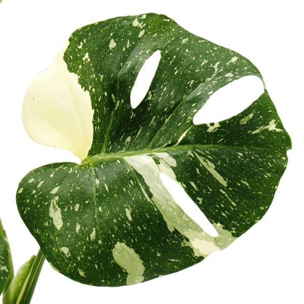 Monstera Thai-Constellation gemustertes Fensterblatt exklusive Zimmerpflanze Rarität 12cm Topf