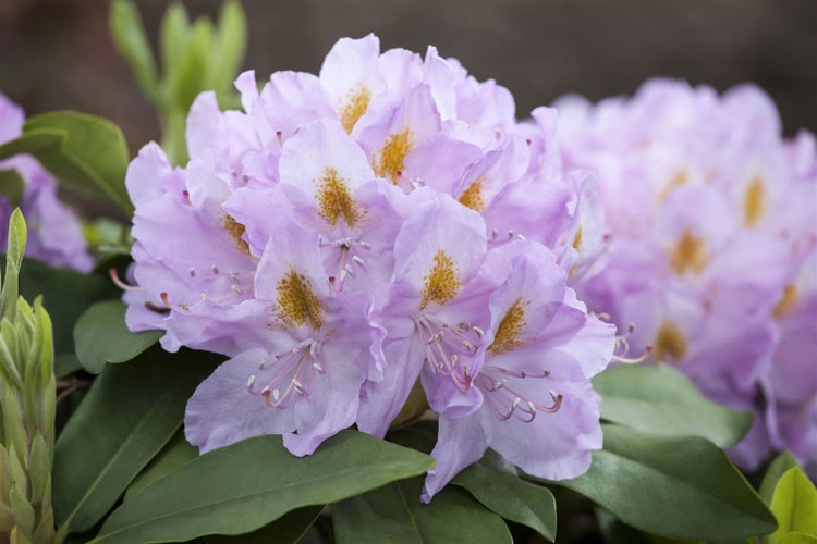Rhododendron Hybr. 'Genoveva', Rhododendron, 30–40 cm