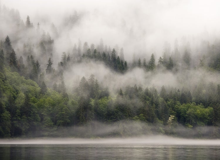 Stimmungsvolles Bild einer Waldlandschaft mit dichtem Nebel über einem See