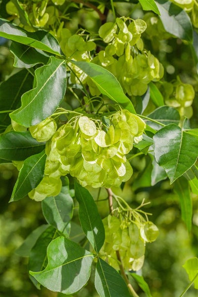 Ptelea trifoliata, Hopfenbaum, 60–80 cm, aromatisch