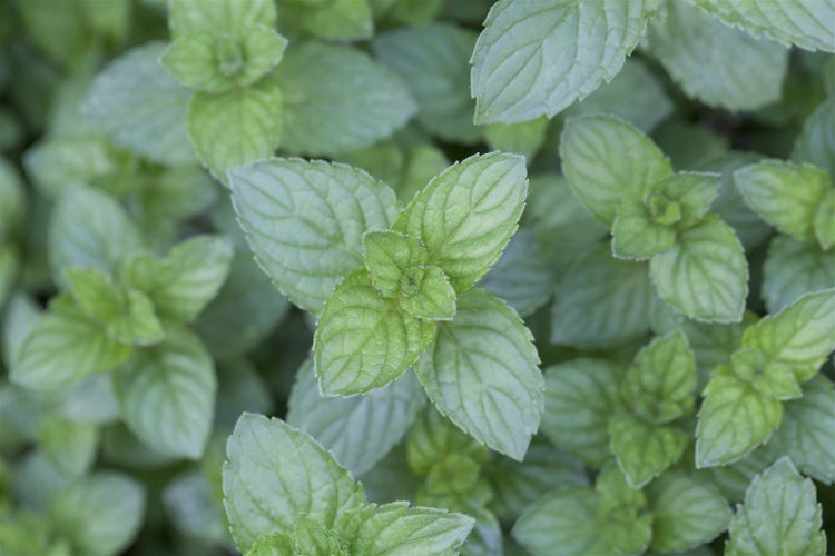 Mentha x piperita 'Multimentha', Pfefferminze, aromatisch, ca. 9x9 cm Topf