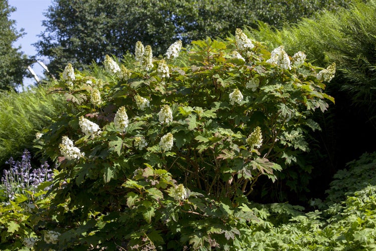 Hydrangea quercifolia 'Applause', Eichenblatthortensie, 40–60 cm