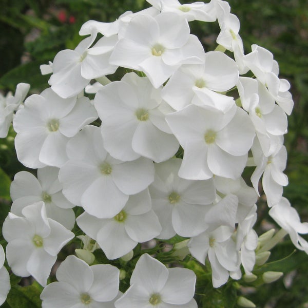 Nahaufnahme von weißen Phloxblüten