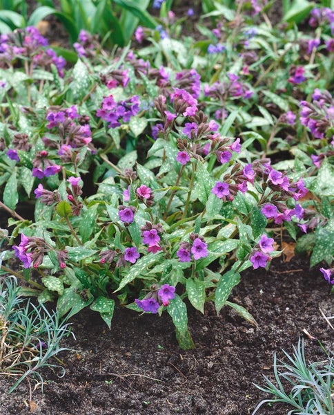 Pulmonaria mollis, Weiches Lungenkraut, ca. 9x9 cm Topf, dekorativ