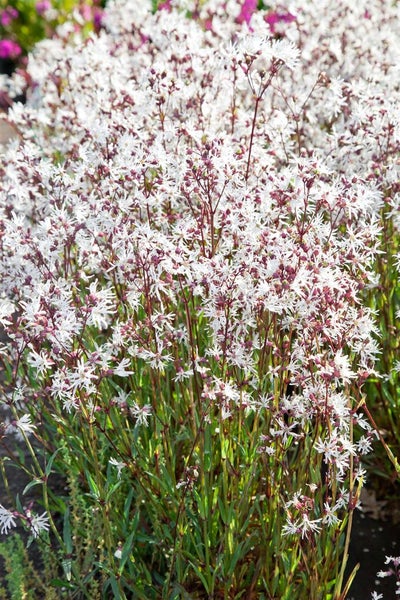 Lychnis flos-cuculi 'White Robin', Kuckuckslichtnelke, weiß, ca. 9x9 cm Topf