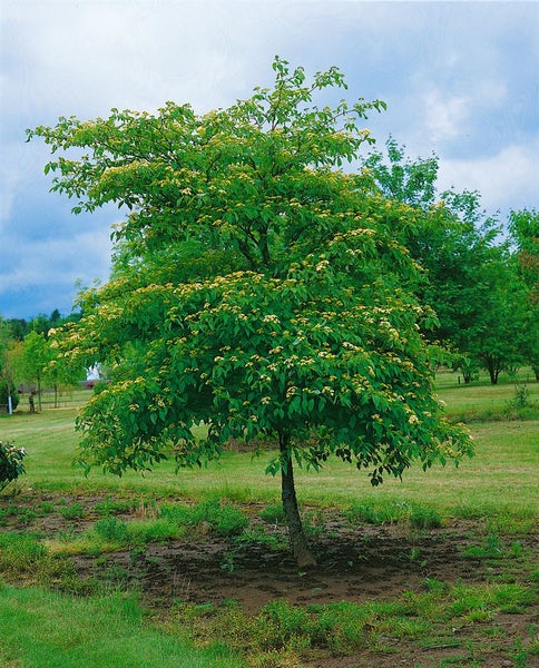 Cornus alternifolia, Pagoden-Hartriegel, 100–125 cm