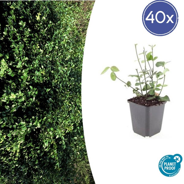 Kriechspindel Euonymus fortunei als 40er-Pack, Ansicht als Hecke und Einzelpflanze im Topf, mit Nachhaltigkeitszertifikat.