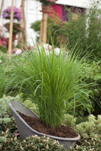 Panicum virgatum 'Northwind', Rutenhirse, aufrecht, 3-5 Liter Container