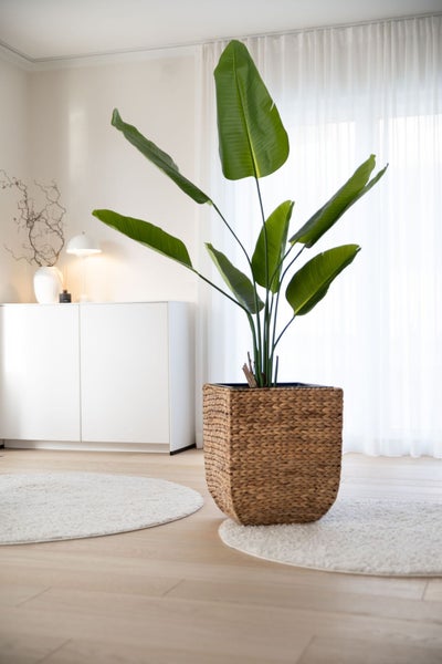 Große Strelitzia nicolai Pflanze in einem quadratischen geflochtenen Korb auf hellem Holzboden in einem hellen Wohnzimmer.