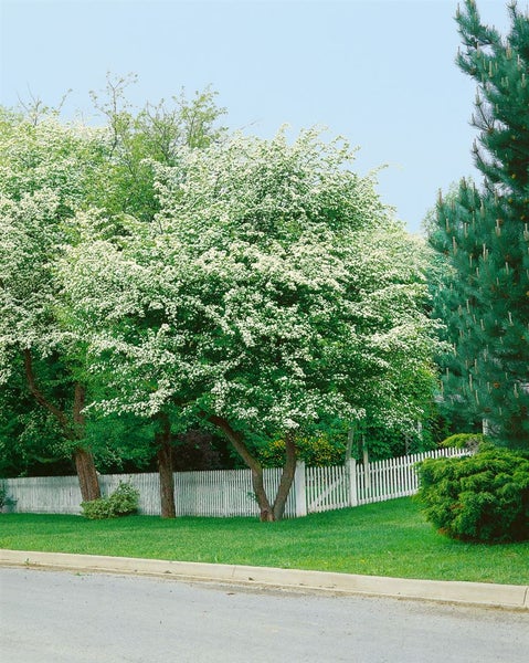 Crataegus monogyna, Eingriffeliger Weißdorn, 40–60 cm